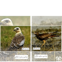 گونه سارگپه چشم سفید White-eyed Buzzard